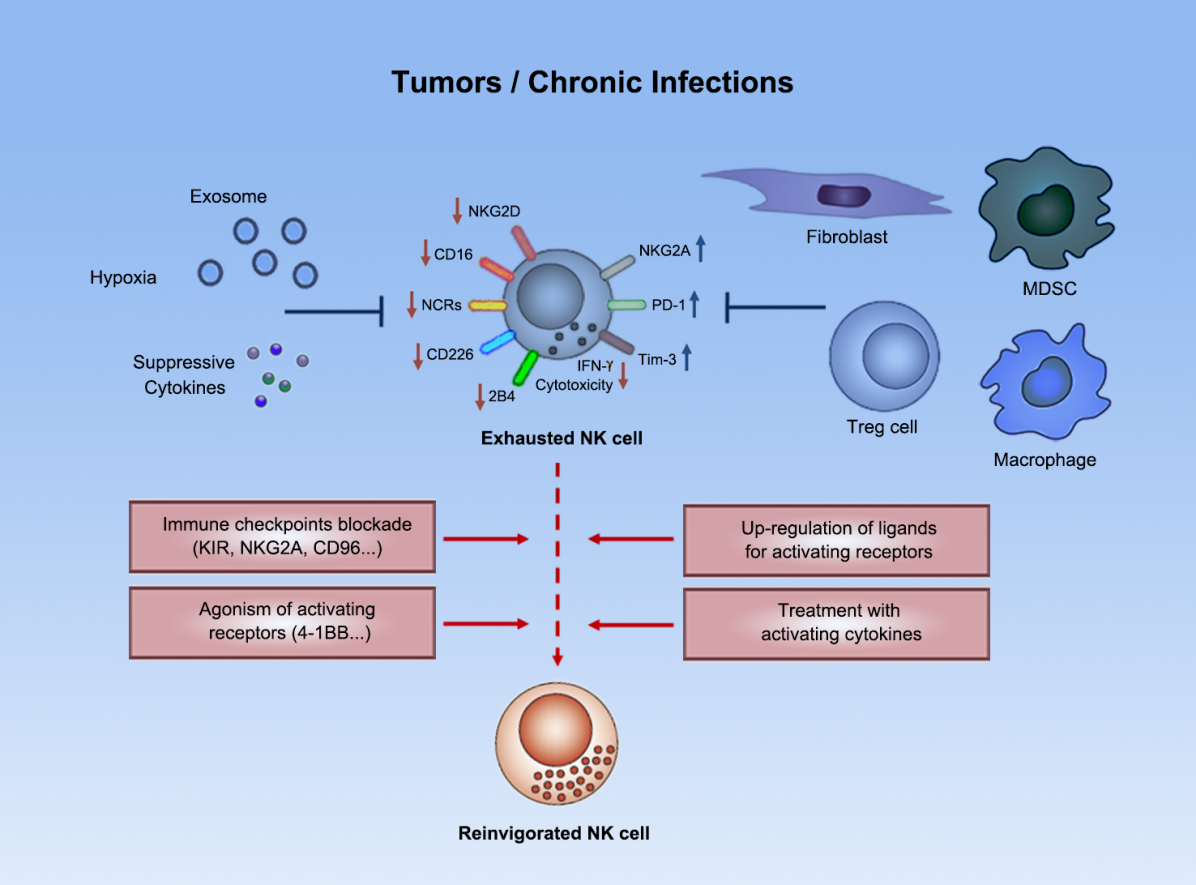 图1. NK细胞在肿瘤微环境中进入功能低下的“免疫耗竭”状态.png