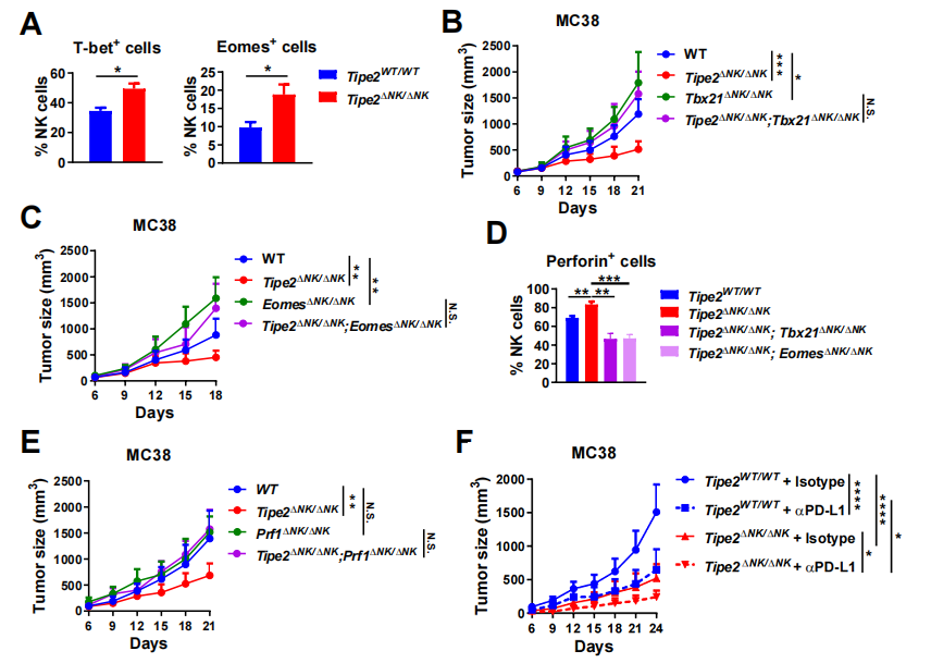 图3. NK细胞敲除Tipe2促进抗肿瘤CD8+T细胞应答的机制.png