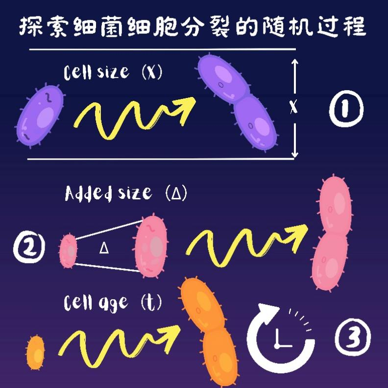 图：细菌细胞分裂的三种决定机制.png