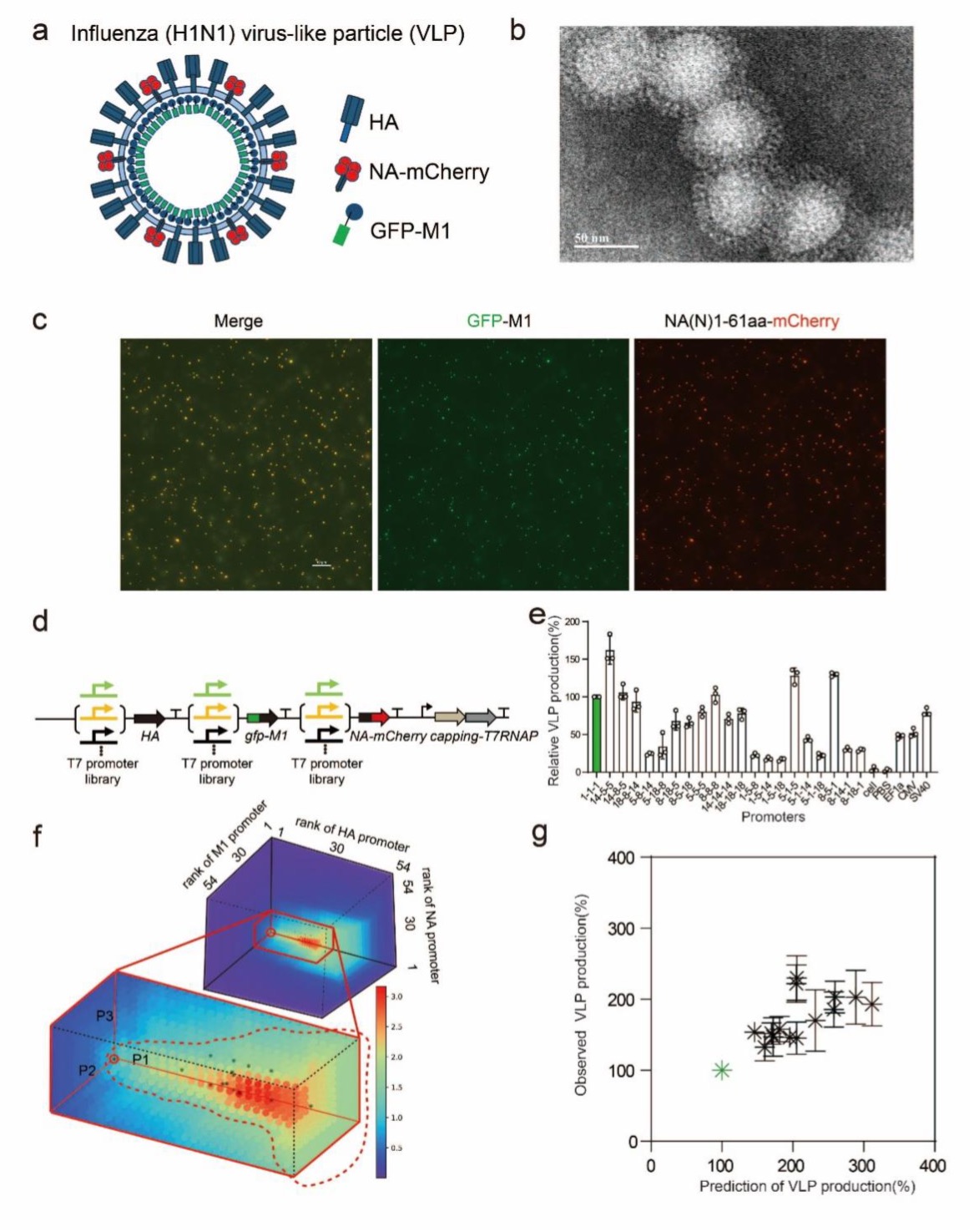 图4. 甲型流感病毒的病毒样颗粒（VLP）的三个亚基基因的表达剂量的可预测优化与实验验证.jpg