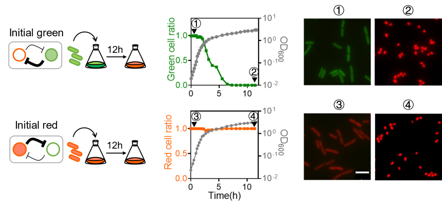 图 [1]无论初始状态是红色还是绿色，细胞在平台期都会处于红色状态，绿色细胞在进入平台期前会自发向红色状态切换。.png