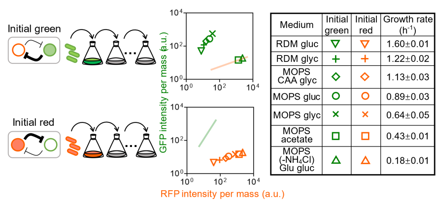 图 [2] 在不同培养条件下，细胞的稳态状态与数量将发生变化，当细胞生长速率低于0.5h-1时，细胞只存在红色一个稳定状态。.png