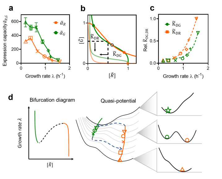 图 [3] 实验与模型分析，生长速率依赖的基因表达可以重塑细胞的命运决定景观图。.png