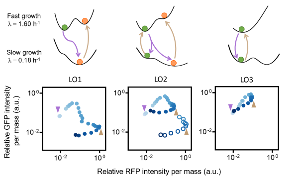 图 [5] 不同基因线路对生长波动具有不可逆或可逆的命运决定轨迹。.png