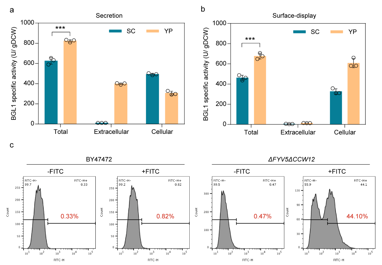 图3. 富培养基YP使ΔFYV5ΔCCW12菌株分泌和表面显示BGL1活性进一步增强。.png