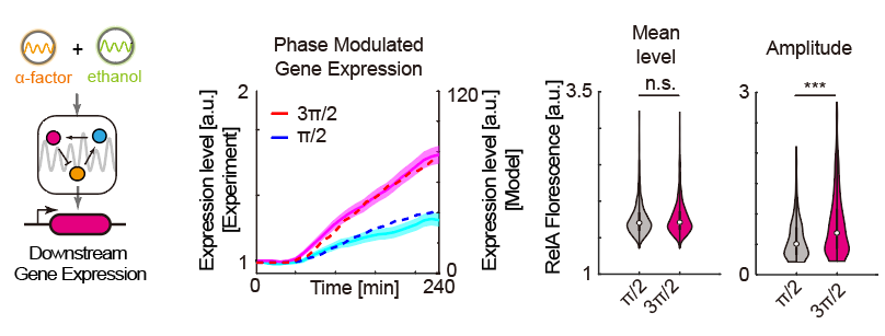 图5 通过改变外界周期信号间相位差，调控基因表达.png