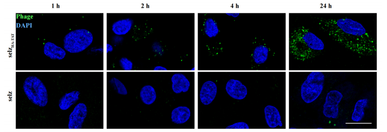 图2 工程穿膜噬菌体在上皮细胞的穿膜效果.png