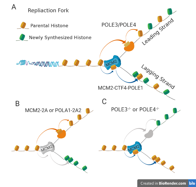 图1  DNA复制耦联的亲代组蛋白表观信息传递.png