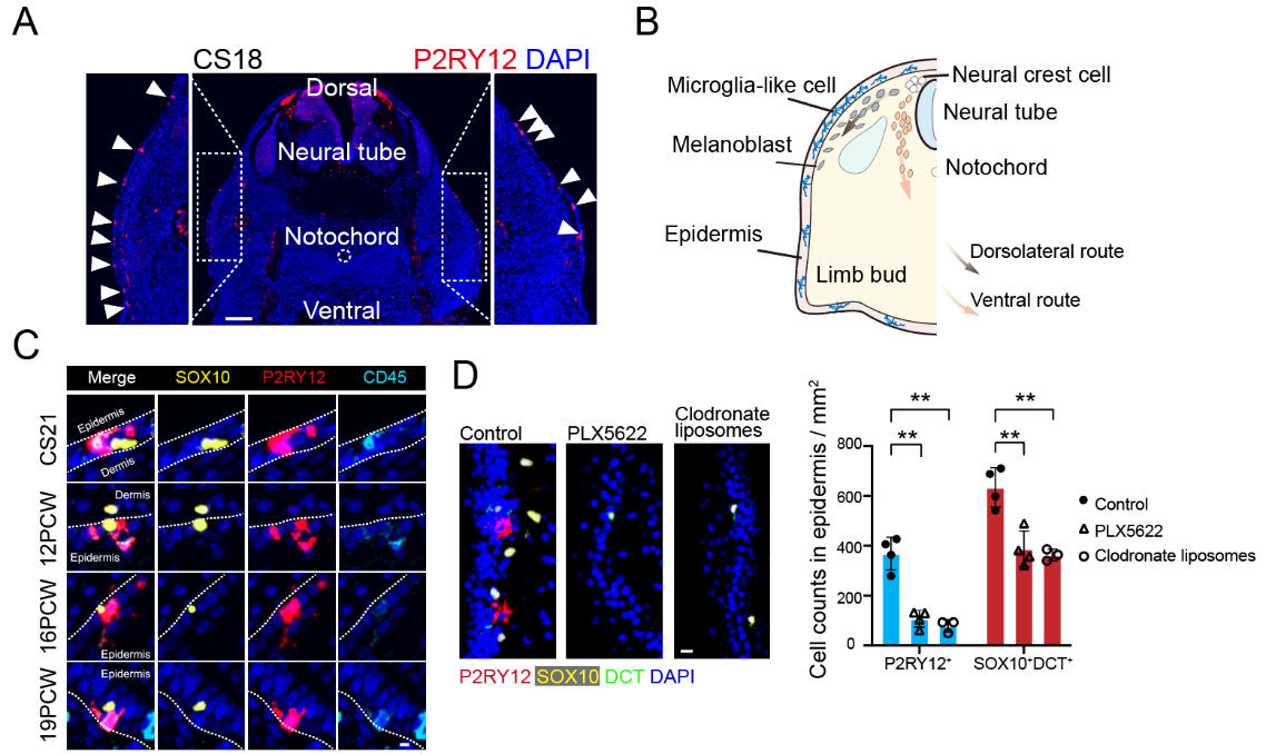 图3 表皮驻留的类小胶质细胞呈极化分布，与神经嵴细胞互作并调控其分化.png