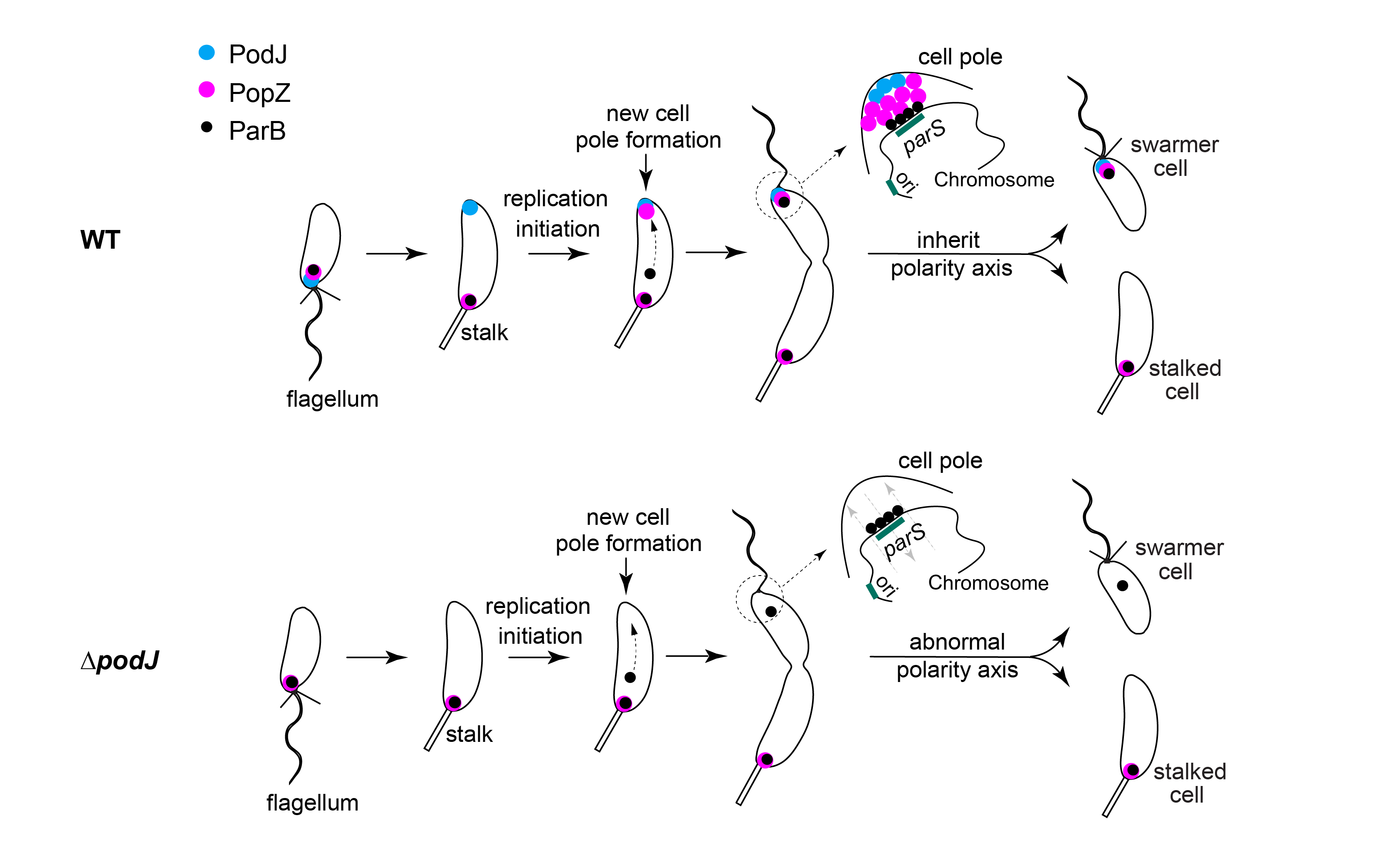 图2. PodJ-PopZ时空互作调控新月柄杆菌的细胞极性发育.png