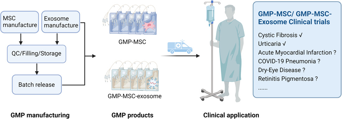 图1  GMP-MSC及其外泌体的前瞻性临床应用.png
