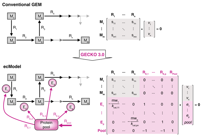 图1. 酶约束模型原理.png