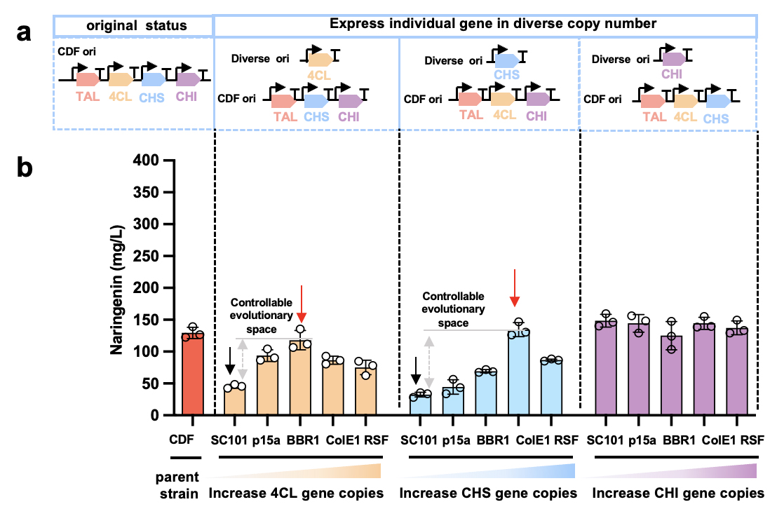 图2 确认柚皮素关键性基因可控范围内的进化轨迹.png