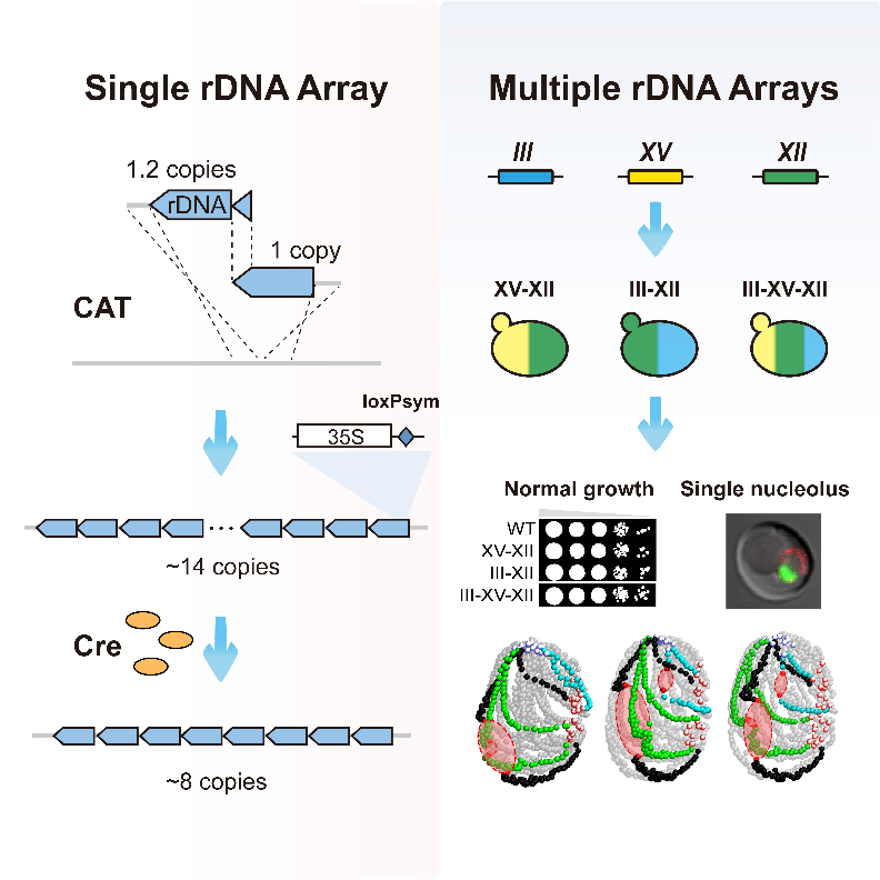 总略图：合成型rDNA阵列的构建与精简(左)；多阵列酵母模型的构建与解析（右）.png