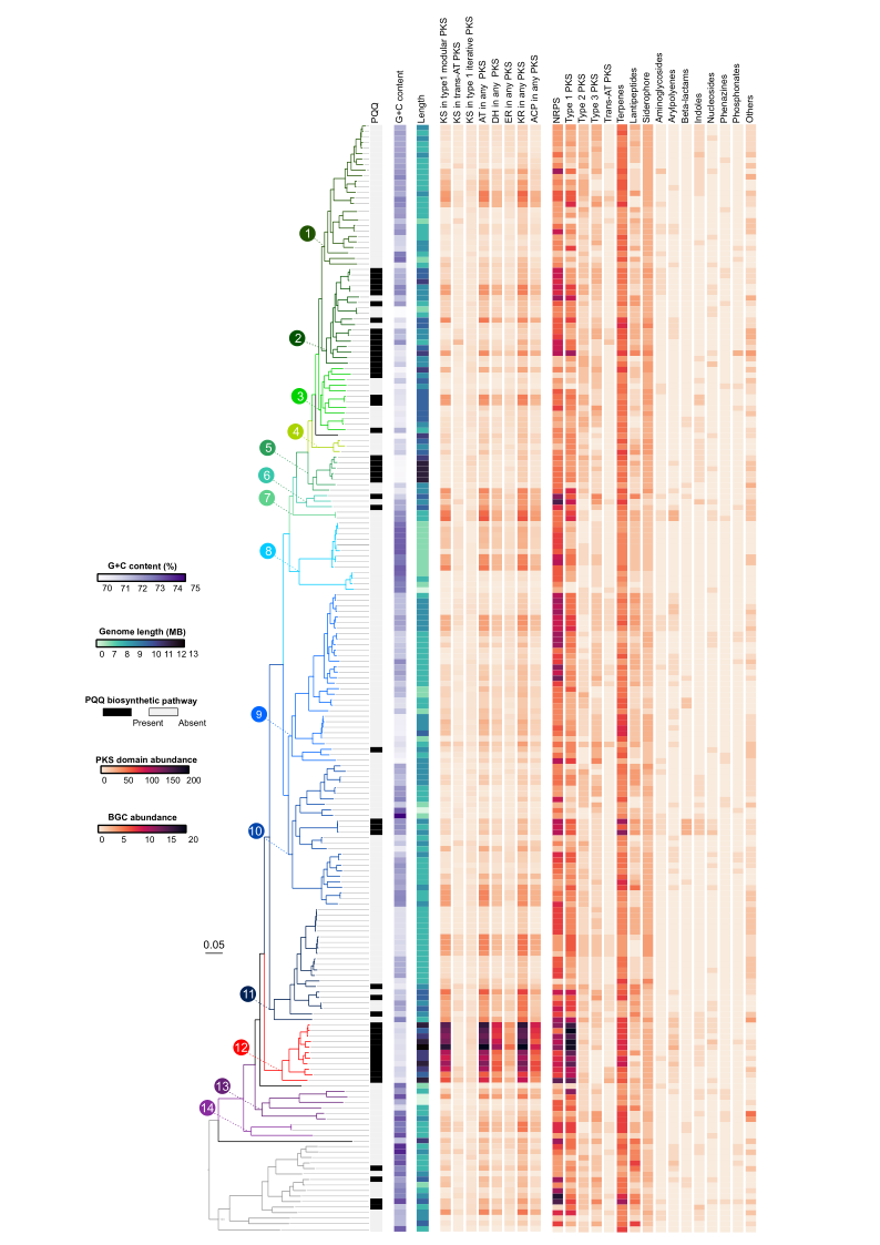 图1 链霉菌属的系统进化及次级代谢基因簇分析。链霉菌被分为14个家族，其中家族12编码的PKS基因簇明显多于其它家族.png